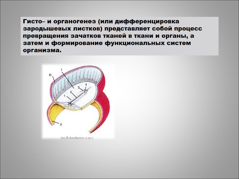 Гисто– и органогенез (или дифференцировка зародышевых листков) представляет собой процесс превращения зачатков тканей в